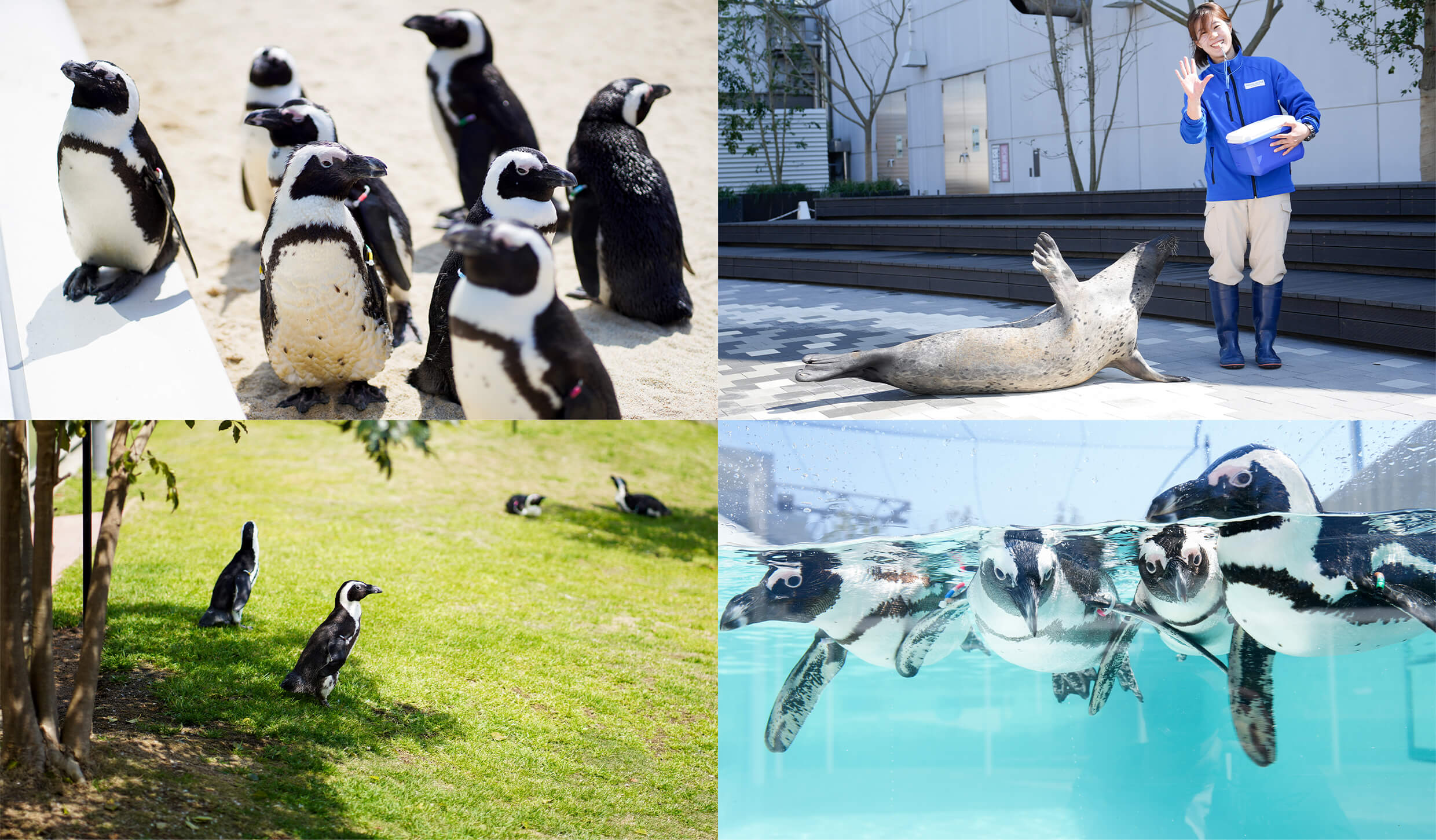 マリンワールドがリニューアル！ペンギン＆アザラシが目の前に♡新エリアの楽しみ方
